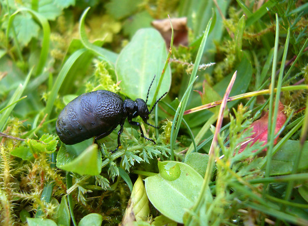 majka Meloe rugosus