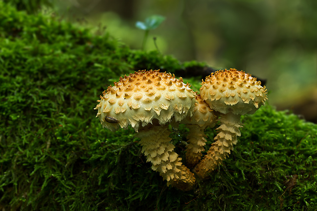 šupinovka šupinatá Pholiota squarrosa (Vahl) P. Kumm.