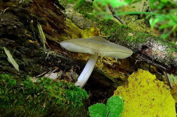 štítovka Pluteus sp.