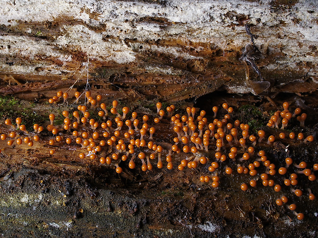 vlasnačka Trichia decipiens var. decipiens (Pers.) T. Macbr.