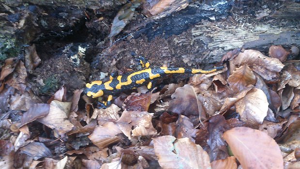 salamandra