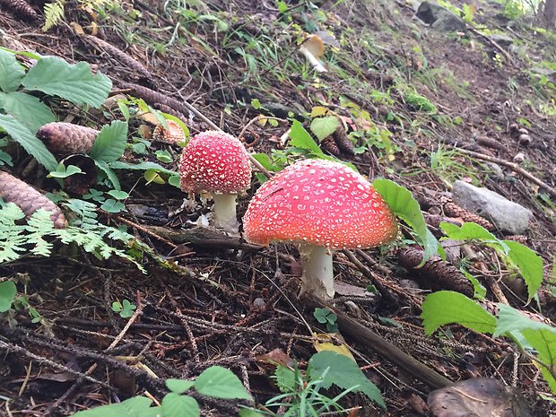 muchotrávka červená Amanita muscaria (L.) Lam.