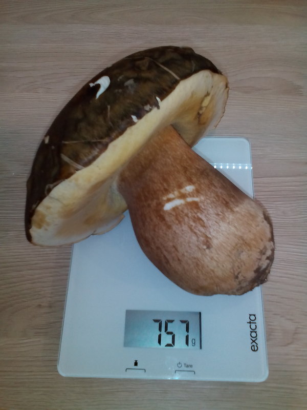 hríb bronzový Boletus aereus Bull. ex Fr.