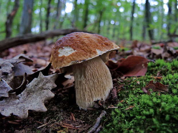 hríb smrekový Boletus edulis Bull.