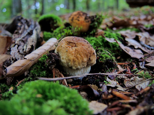 hríb smrekový Boletus edulis Bull.