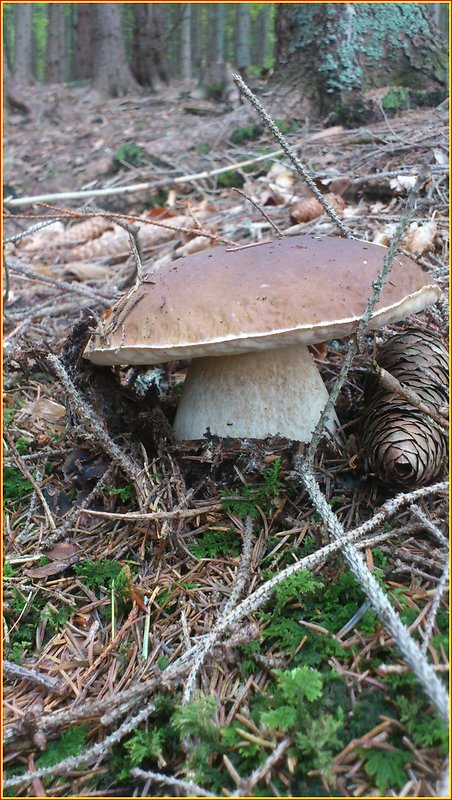 hríb smrekový Boletus edulis Bull.