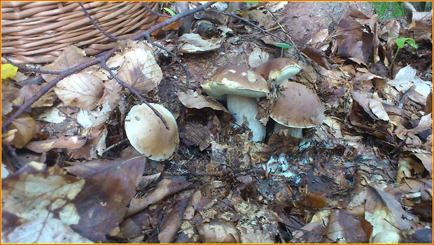 hríb smrekový Boletus edulis Bull.