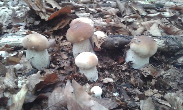 hríb smrekový Boletus edulis Bull.