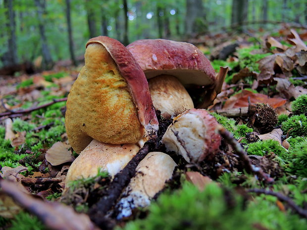 hríb sosnový Boletus pinophilus Pil. et Dermek in Pil.