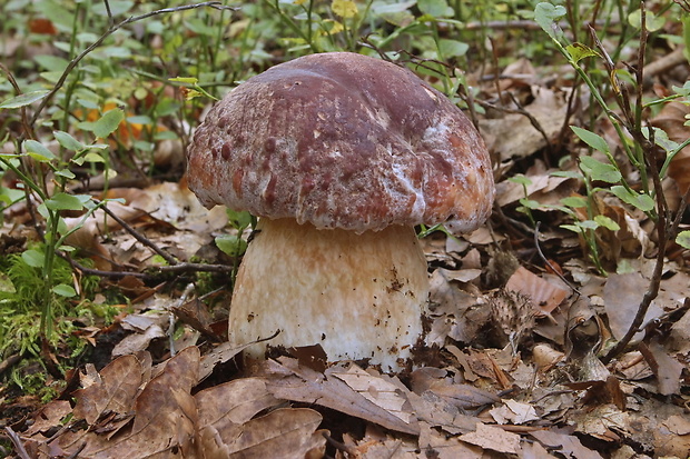 hríb sosnový Boletus pinophilus Pil. et Dermek in Pil.