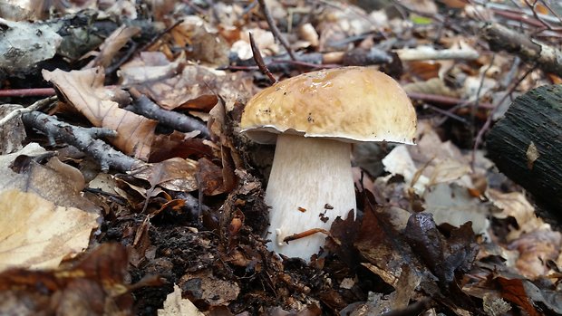 hríb dubový Boletus reticulatus Schaeff.