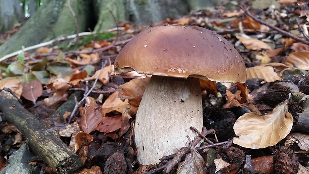 hríb dubový Boletus reticulatus Schaeff.