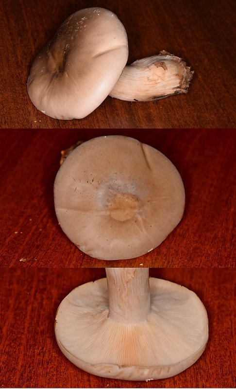 strmuľka inovaťová Clitocybe nebularis (Batsch) P. Kumm.