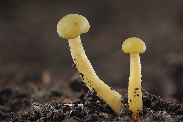 klincovka slizká Leotia lubrica (Scop.) Pers.