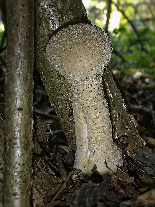 rozpadavec stopkatý Lycoperdon excipuliforme (Scop.) Pers.