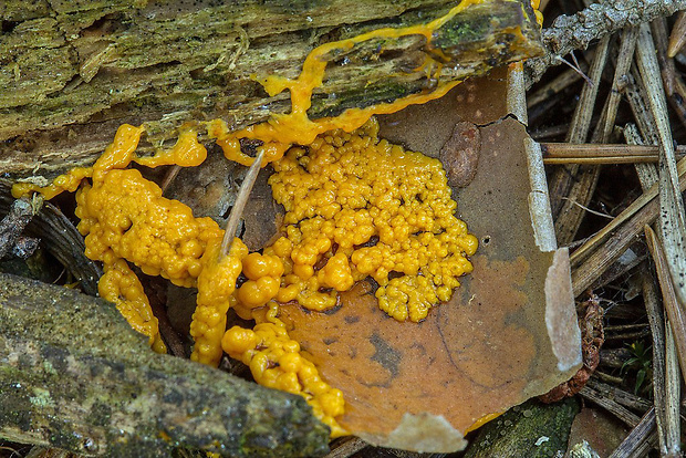 slizovka Myxomycetes