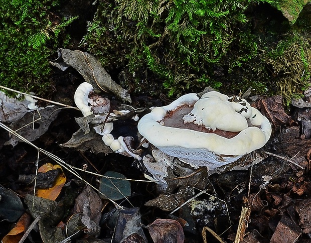 pórovník jaseňový Perenniporia fraxinea (Bull.) Ryvarden