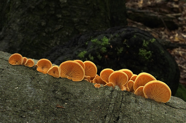 hlivník hniezdovitý Phyllotopsis nidulans (Pers.) Singer