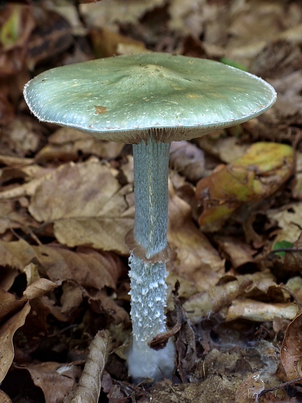 golierovka zelenomodrá Stropharia caerulea Kreisel