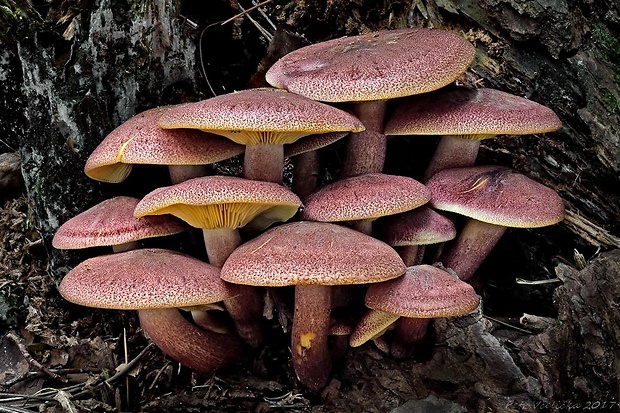 čírovec červenožltý Tricholomopsis rutilans (Schaeff.) Singer