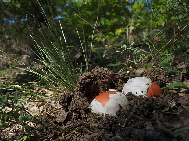 muchotrávka cisárska Amanita caesarea (Scop.) Pers.