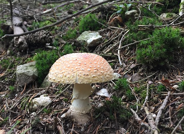 muchotrávka červená Amanita muscaria (L.) Lam.