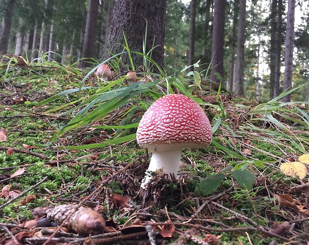 muchotrávka červená Amanita muscaria (L.) Lam.