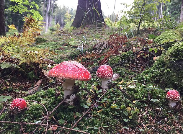 muchotrávka červená Amanita muscaria (L.) Lam.