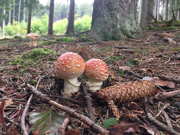 muchotrávka červená Amanita muscaria (L.) Lam.