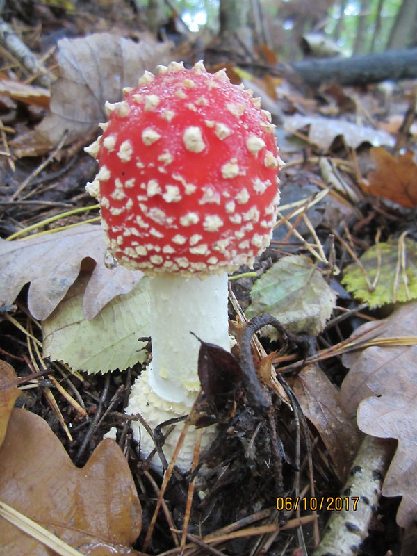 muchotrávka červená Amanita muscaria (L.) Lam.