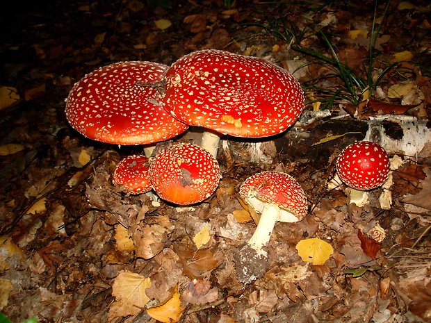 muchotrávka červená Amanita muscaria (L.) Lam.