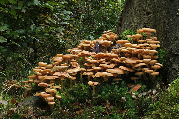 podpňovka obyčajná Armillaria mellea (Vahl) P. Kumm.