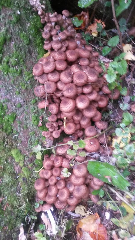 podpňovka Armillaria sp.