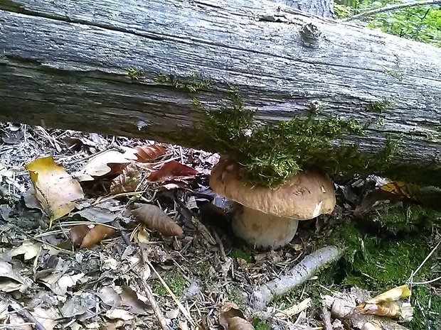 hríb bronzový Boletus aereus Bull. ex Fr.