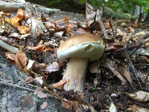 hríb smrekový Boletus edulis Bull.