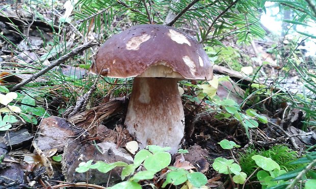 hríb smrekový Boletus edulis Bull.