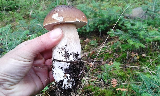 hríb smrekový Boletus edulis Bull.