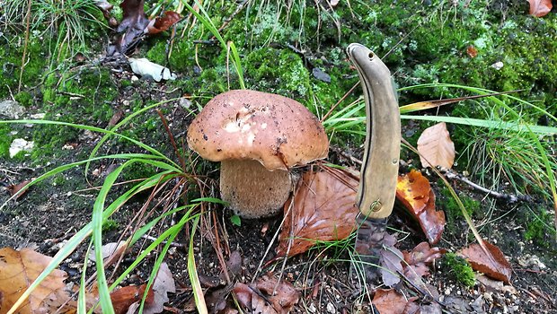 hríb smrekový Boletus edulis Bull.