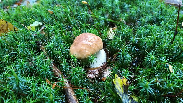 hríb smrekový Boletus edulis Bull.