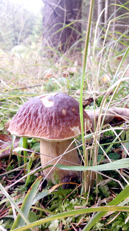 hríb smrekový Boletus edulis Bull.