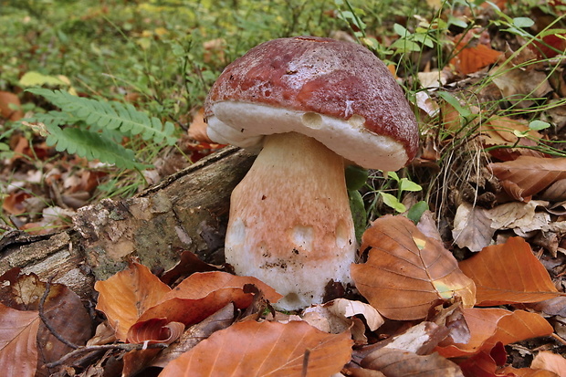 hríb sosnový Boletus pinophilus Pil. et Dermek in Pil.