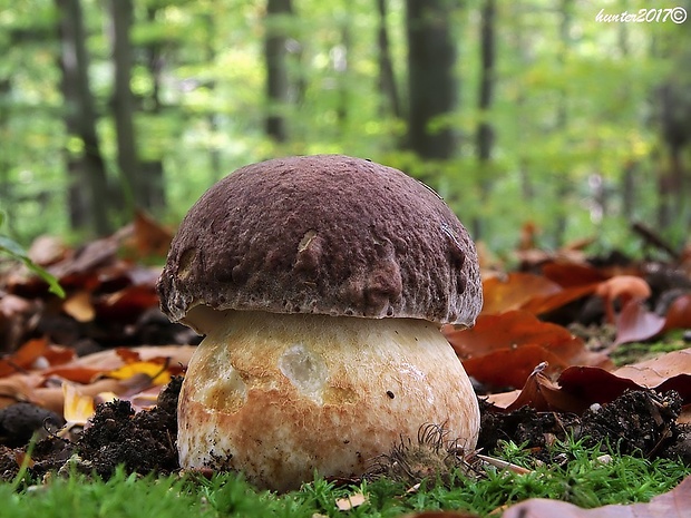 hríb sosnový Boletus pinophilus Pil. et Dermek in Pil.