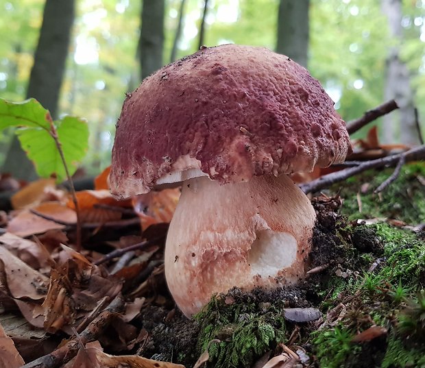 hríb sosnový Boletus pinophilus Pil. et Dermek in Pil.