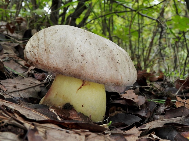 hríb striebristý Butyriboletus fechtneri (Velen.) D. Arora & J.L. Frank