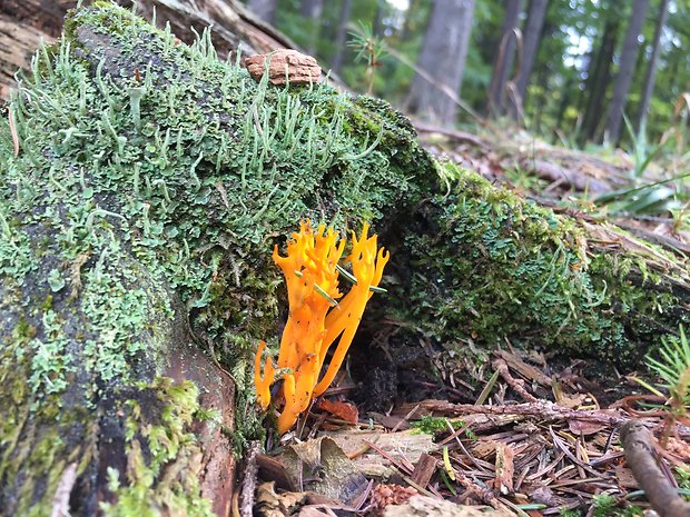 parôžkovec lepkavý Calocera viscosa (Pers.) Fr.