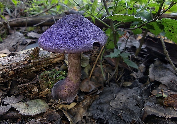 pavučinovec hercýnsky Cortinarius hercynicus (Pers.) M.M. Moser