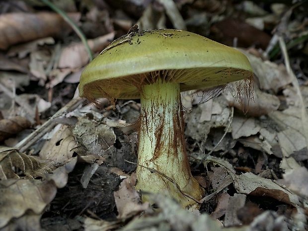 pavučinovec Cortinarius sp.