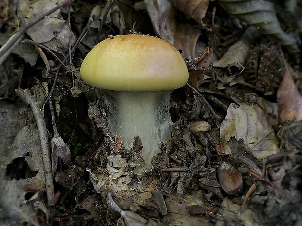 pavučinovec Cortinarius sp.