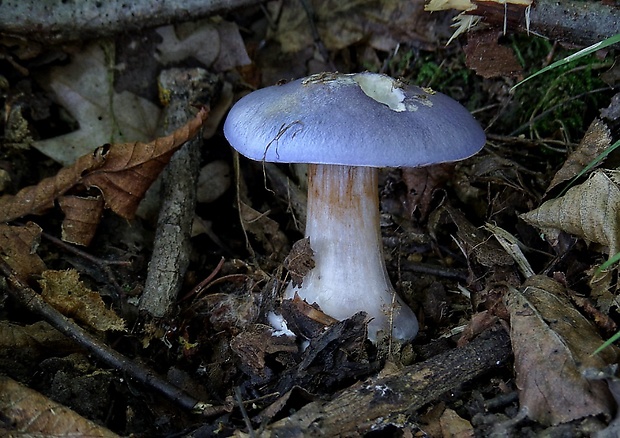 pavučinovec Cortinarius sp.