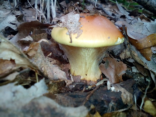 pavučinovec Cortinarius sp.